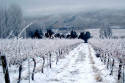 Snowy Vineyard